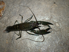 Cherax dispar