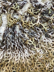 Leprocaulaceae