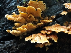 Cerrena zonata