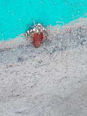 Arachnis dilecta