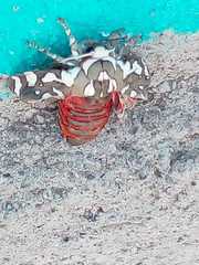 Arachnis dilecta