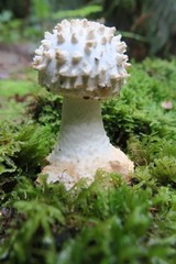 Amanita ochrophylloides