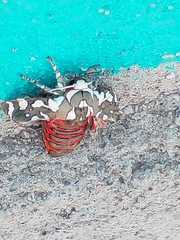 Arachnis dilecta