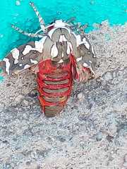 Arachnis dilecta