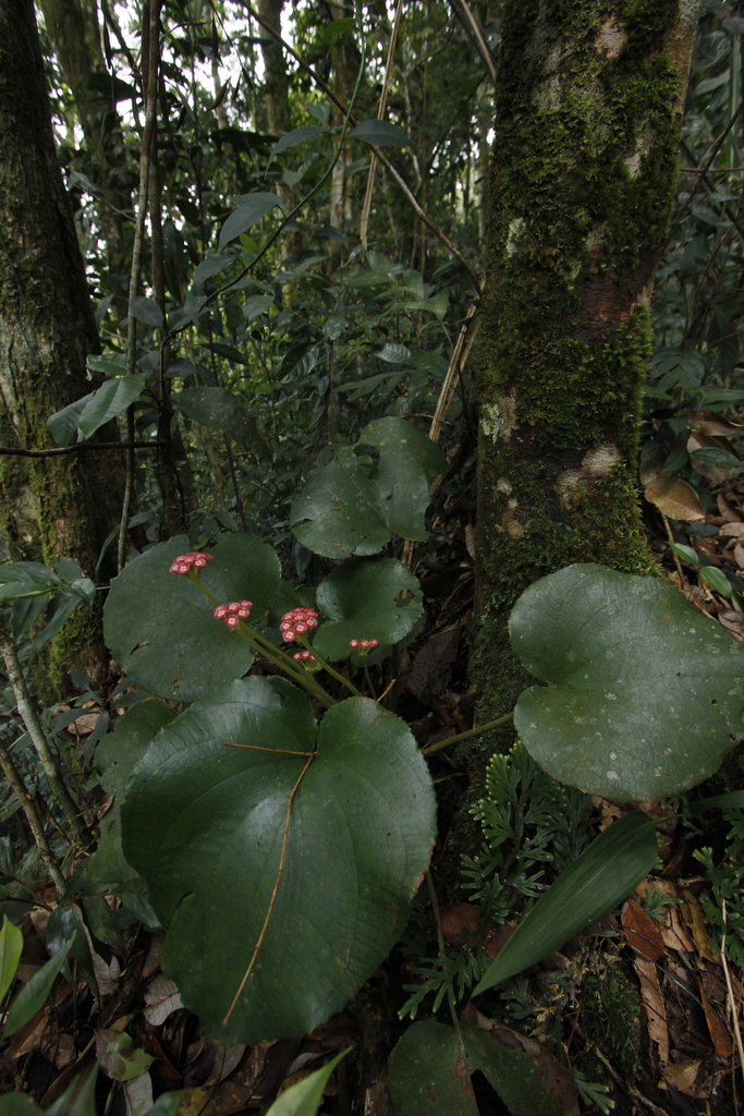 Phyllagathis hispida