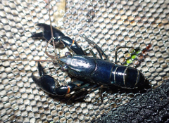Cherax dispar