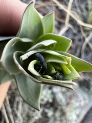 Mecinus janthiniformis