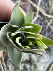 Mecinus janthiniformis