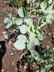 Lycium boerhaviifolium