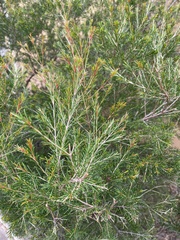 Melaleuca