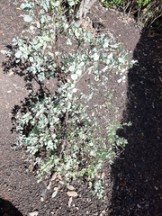 Lycium boerhaviifolium