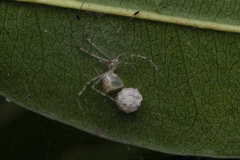 Chrysso lingchuanensis