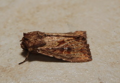 Dasygaster nephelistis