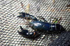 Cherax dispar