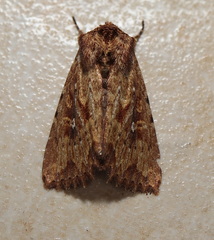 Dasygaster nephelistis