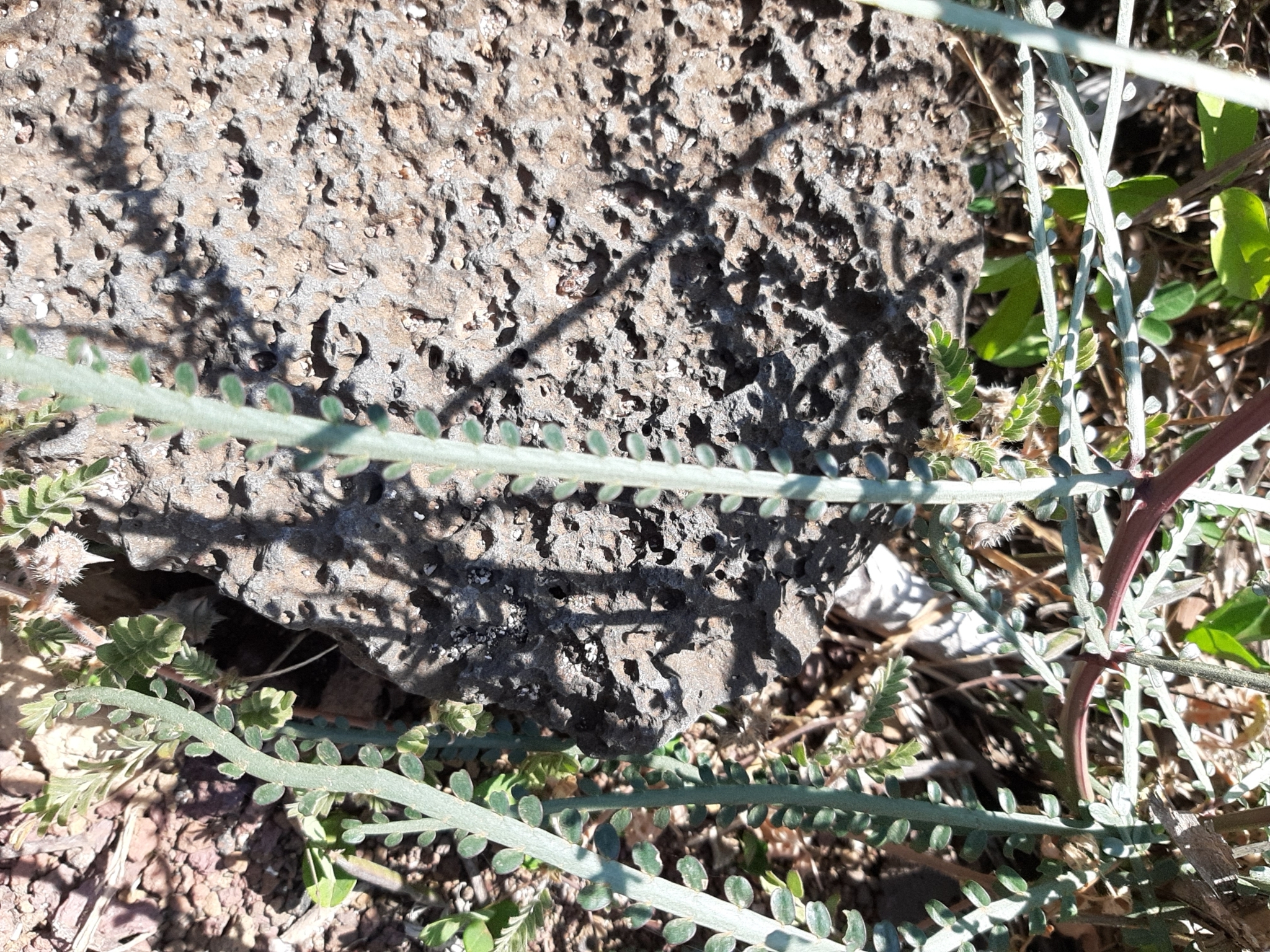 Parkinsonia aculeata image