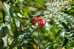 Epidendrum cochlidium