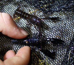 Cherax dispar