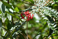 Epidendrum cochlidium