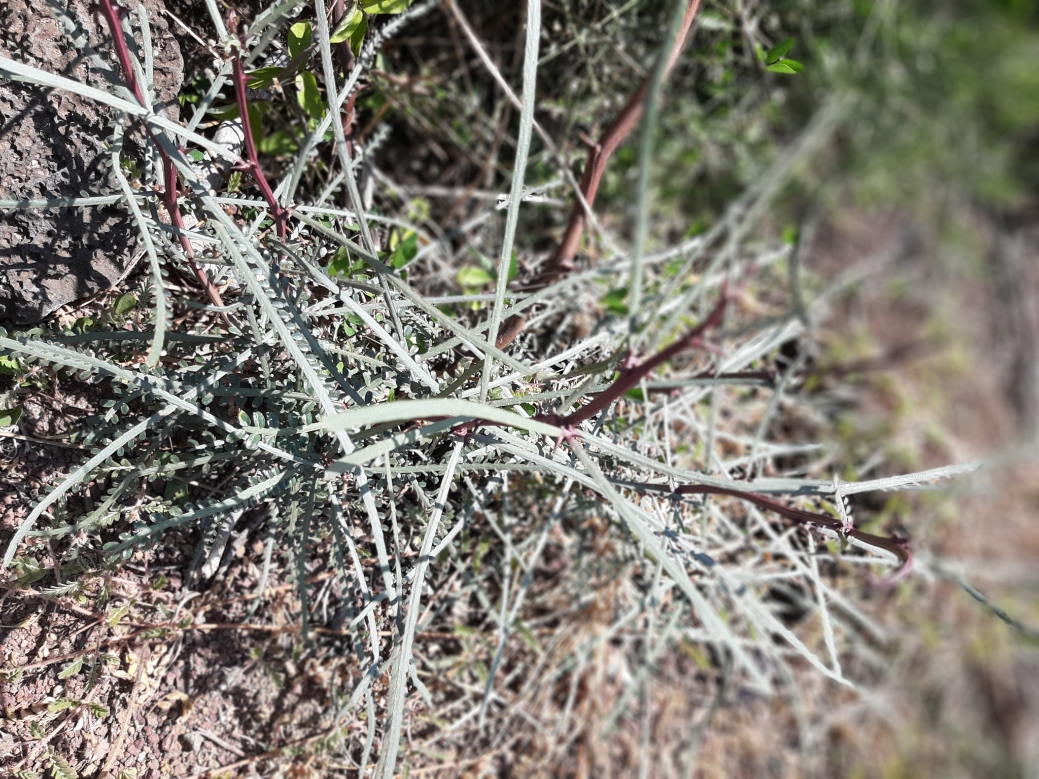 Parkinsonia aculeata image