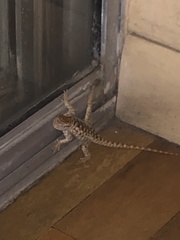 Sceloporus bimaculosus