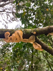 Aleurodiscus vitellinus