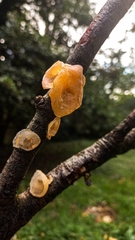 Aleurodiscus vitellinus