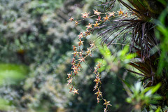Oncidium luteopurpureum