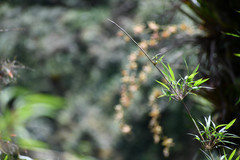 Oncidium luteopurpureum