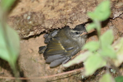 Basileuterus culicivorus