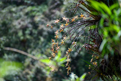 Oncidium luteopurpureum