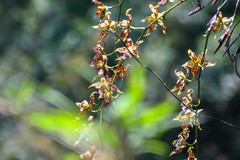 Oncidium luteopurpureum