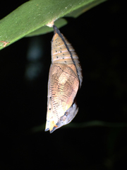 Doleschallia bisaltide australis