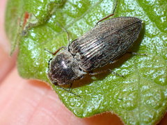 Hadromorphus inflatus