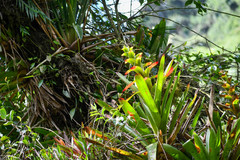 Guzmania gloriosa