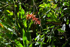 Tillandsia polyantha