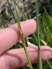 Carex sterilis