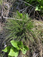 Carex sterilis