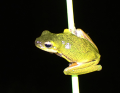 Litoria cooloolensis