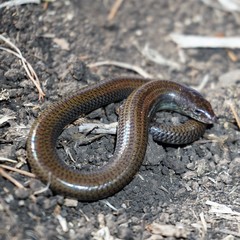 Anomalopus mackayi