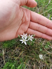 Ornithogalum orthophyllum