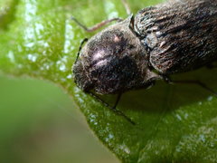 Hadromorphus inflatus