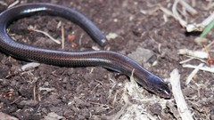 Anomalopus mackayi