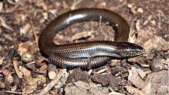 Anomalopus mackayi