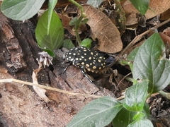 Protaetia niveoguttata