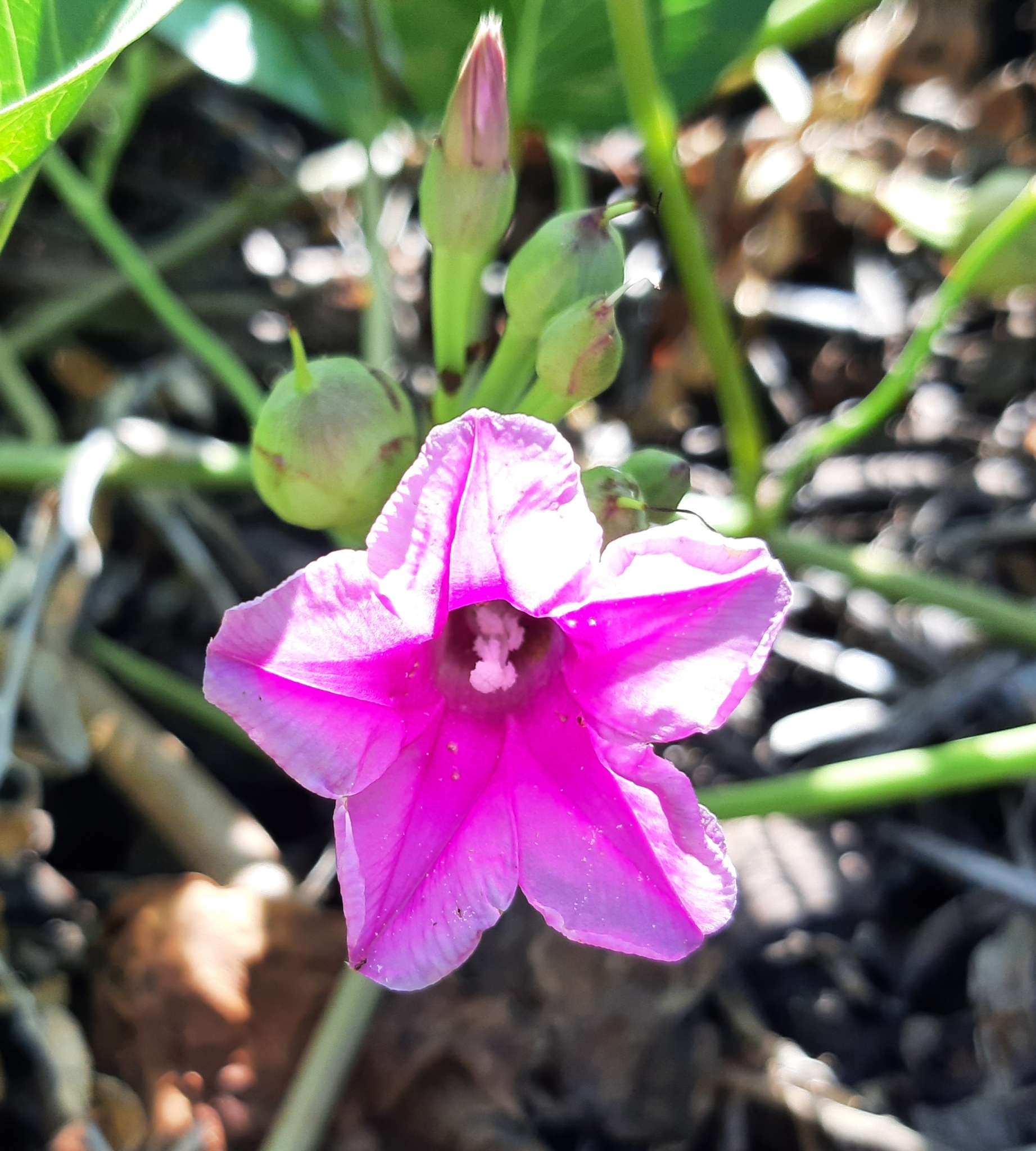 Ipomoea pes-caprae image