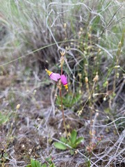 Primula pauciflora cusickii