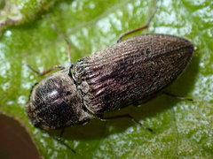 Hadromorphus inflatus