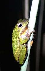 Litoria cooloolensis