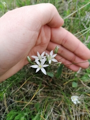 Ornithogalum orthophyllum